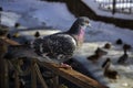 Dove on the railing of the city canal in winter closeup