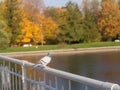 Dove on the railing