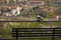 A dove on the railing of our Belvedere