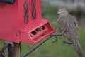 Dove at red bird feeder Royalty Free Stock Photo