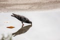 The Dove and the reflection in the water. It is drinking water o