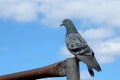 Dove resting on fence on blue cloudy sky
