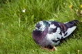 Pigeon sleeping in the grass