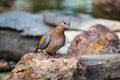 A dove on a rock Royalty Free Stock Photo