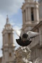 Dove in Rome Royalty Free Stock Photo