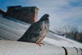 Dove on the roof