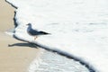 Seagull on sand beach and ocean wave in Busan, Korea Royalty Free Stock Photo