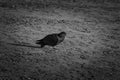 Dove on the sand black and white photography Royalty Free Stock Photo