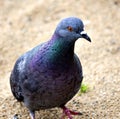 Dove in the sand looks at the photographer Royalty Free Stock Photo