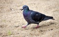 Dove in the sand Royalty Free Stock Photo