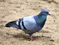 Dove in the sand Royalty Free Stock Photo