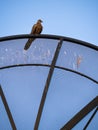 Dove on a Satellite Dish Royalty Free Stock Photo