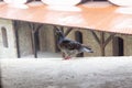 Dove seeking shelter from the heavy rain