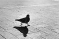 Dove silhouette with wide stride and shadow on pavement on blurred background in backdrop sunlight