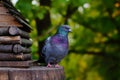 Dove sits on the edge of the feeder in summer