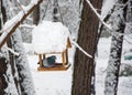 Dove sits on feeder covered snow in winter forest