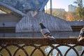 A dove sits on the fence. Pigeons in the city park. Street bird sitting on the fence. Birds on a sunny spring day Royalty Free Stock Photo