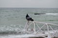 The dove sits on the fence. A seabird sits by the sea. Seagulls. Royalty Free Stock Photo