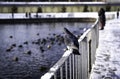 Dove sitting on the fence around the lake Royalty Free Stock Photo