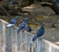 A dove sits on an iron fence on a summer day