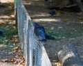 A dove sits on an iron fence on a summer day