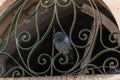 Dove sits on a metal window grill of a mosque of the Muslim part of the tomb of the grave of the prophet Samuel on Mount of Joy