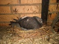 A dove sits in a nest against a brick wall.