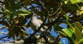 Dove sits and rests on Magnolia Grandiflora branch. Close-up of bird and shiny evergreen leaves of Magnolia