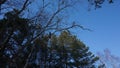 A dove sits on a tree against the backdrop of a winter forest landscape. Pines, birches, blue sky.
