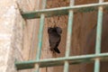 A dove sits in the window of a mosque of the Muslim part of the tomb of the grave of the prophet Samuel on Mount of Joy near
