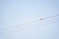 A dove sits on a wire of a high-voltage electrical cable against a blue sky background Royalty Free Stock Photo