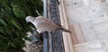 A dove sitting on the black railing in balcony Royalty Free Stock Photo
