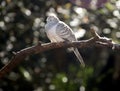 Dove sitting on a branch