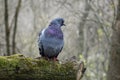 Dove sitting on a branch