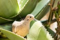 Dove sitting in a large cactus plant leaf Royalty Free Stock Photo