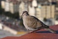 Dove, sitting on the roof