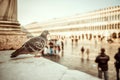 Dove sitting on the square