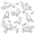 Dove sketch isolated bird peace symbol pigeon