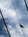 Dove Sleeping on The Wire Royalty Free Stock Photo