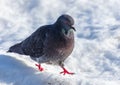 Dove in the snow in winter Royalty Free Stock Photo