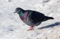 Dove in the snow in winter Royalty Free Stock Photo