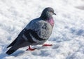 Dove in the snow in winter Royalty Free Stock Photo