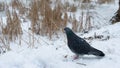 A dove on a snowy ground  a bird walks on a snowy ground Royalty Free Stock Photo