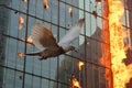 dove soaring high, its reflection on a skyscrapers glass with flames around