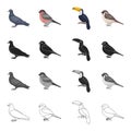 A dove, a song bullfinch, a tropical bird, a tukan, a small orbit. Bird set collection icons in cartoon black monochrome