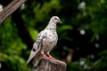 Dove standing on dead tree trunk Royalty Free Stock Photo