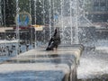 a dove stands on a fountain against the background of splashes