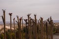 Dove statues on the sticks near entrance to Pigeon valley, beautiful canyon in Cappadocia,Turkey