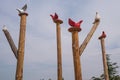 Dove statues on the sticks near entrance to Pigeon valley, beautiful canyon in Cappadocia,Turkey