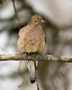 Dove Stock Photos. Mourning Dove Close-up Profile View Perched On A Tree Branch With Blur Background In Its Environment And